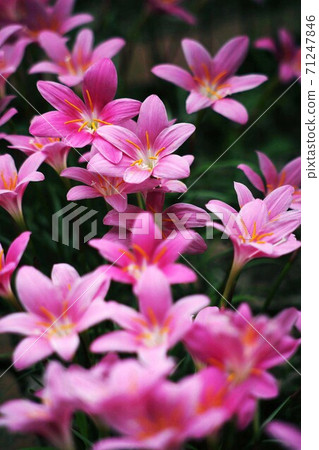 Habranthus鮮花盛開在仲夏 Habranthus鮮花盛開在仲夏 71247846
