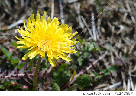 蒲公英蒲公英花 71247897