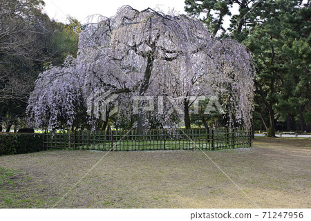 Bamboo cherry blossoms at Kyoto gyoen exit Bamboo cherry blossoms at Kyoto gyoen exit 71247956