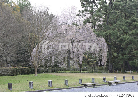 在京都御苑出口的竹櫻花 71247965