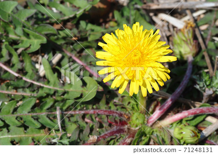 Dandelion dandelion flowers Dandelion dandelion flowers 71248131