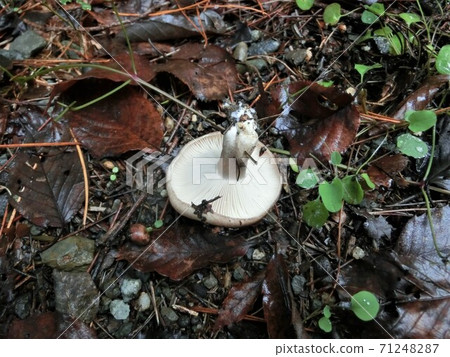 Fake black hearts, highly poisonous mushrooms Fake black hearts, highly poisonous mushrooms 71248287