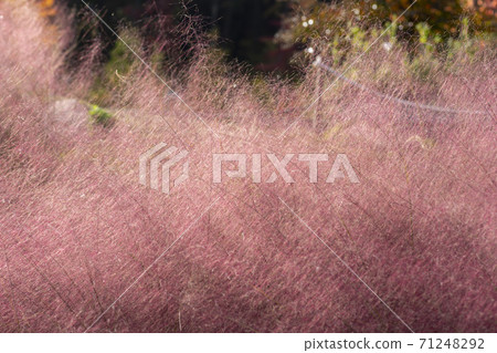 粉紅色的仔細考慮 71248292