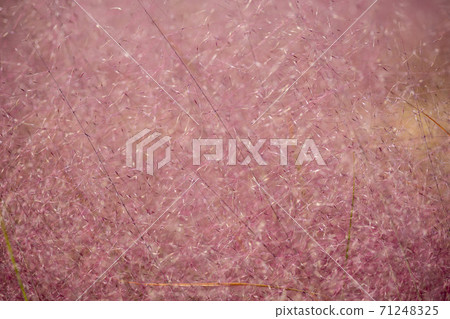 粉紅色的仔細考慮 71248325