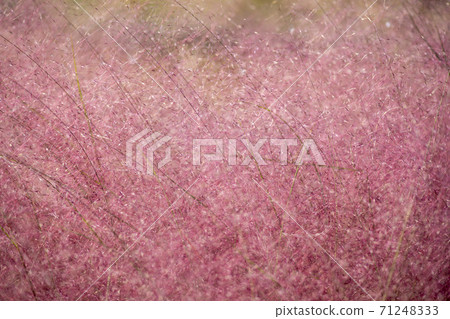 Pink mull 71248333