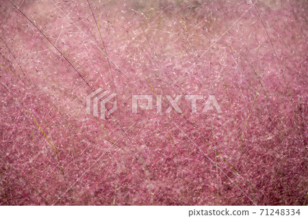 Pink mull 71248334