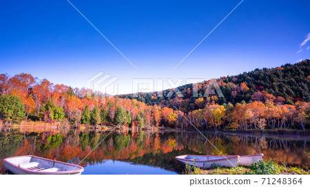 Shiga Kogen Kidoike Autumn Leaves 71248364