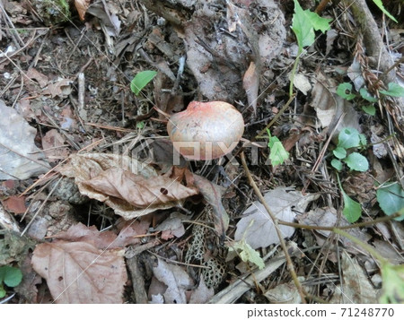 Kugitake mushrooms edible Kugitake mushrooms edible 71248770