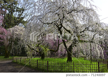 Kyoto Gyoen Konoe Residence Site Weeping Cherry Blossoms Kyoto Gyoen Konoe Residence Site Weeping Cherry Blossoms 71248897