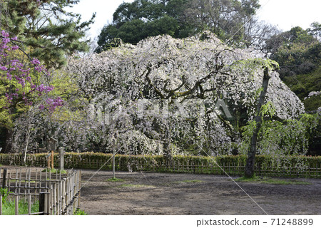 Kyoto Gyoen Konoe Residence Site Weeping Cherry Blossoms Kyoto Gyoen Konoe Residence Site Weeping Cherry Blossoms 71248899