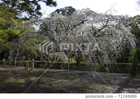 京都御苑近江住宅遺跡垂枝櫻花 71248900