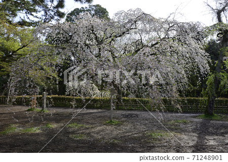 京都御苑近江住宅遺跡垂枝櫻花 京都御苑近江住宅遺跡垂枝櫻花 71248901
