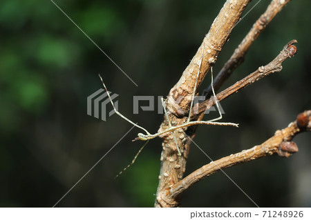 Larvae of Nanafushi (Nanafushimodoki) Larvae of Nanafushi (Nanafushimodoki) 71248926