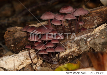 天然蘑菇Chiootake,一把帶有放射狀條紋和邊緣條紋的雨傘。如果疼的話,紅汁會滲出來,所以“血潮蘑菇” 天然蘑菇Chiootake,一把帶有放射狀條紋和邊緣條紋的雨傘。如果疼的話,紅汁會滲出來,所以“血潮蘑菇” 71249395
