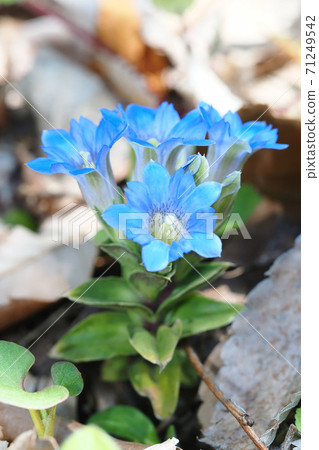 Fuderindou花 Fuderindou花 71249542