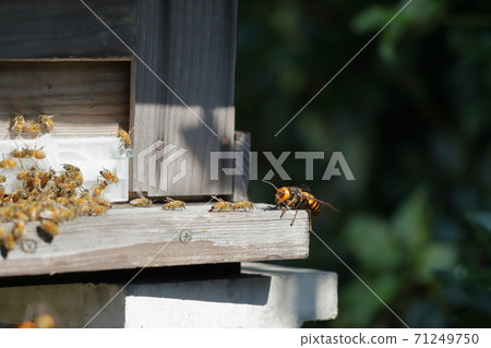 Wasps attacking bee nests Wasps attacking bee nests 71249750