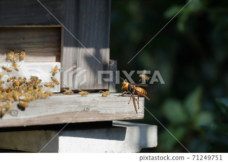 Wasps attacking bee nests Wasps attacking bee nests 71249751