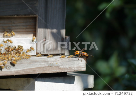 Wasps attacking bee nests Wasps attacking bee nests 71249752