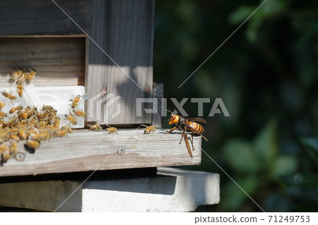 Wasps attacking bee nests Wasps attacking bee nests 71249753