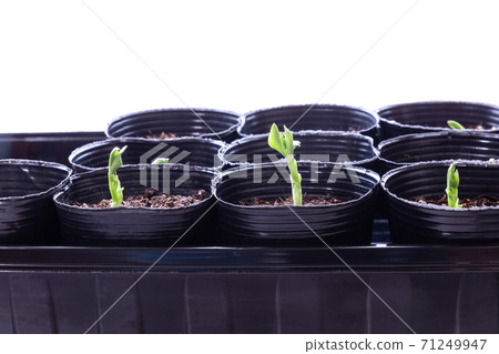 Take a picture. Broad beans germinated in a nursery pot. Take a picture. Broad beans germinated in a nursery pot. 71249947