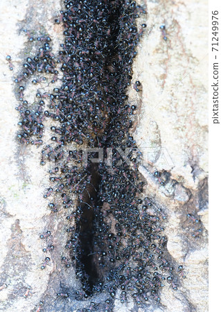 刺（殖民地） 71249976