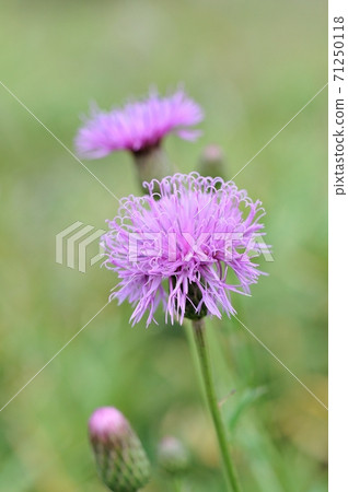 Tham Lingau之花 Tham Lingau之花 71250118