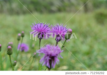 Flower of Tham Lingau Flower of Tham Lingau 71250202