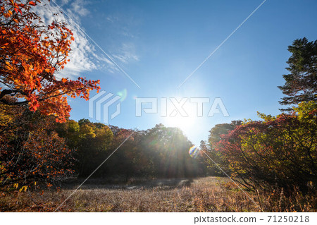 Autumn leaves in the Amou Marshlands Autumn leaves in the Amou Marshlands 71250218