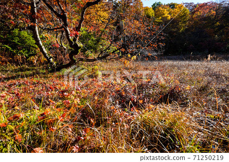 Autumn leaves in the Amou Marshlands Autumn leaves in the Amou Marshlands 71250219