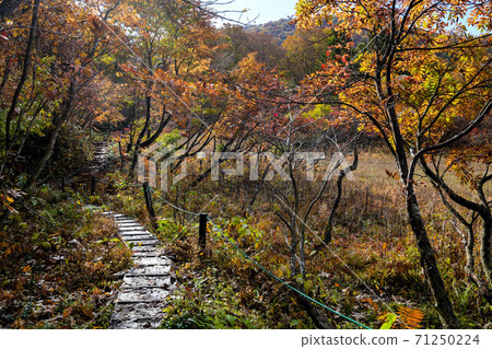 Autumn leaves in the Amou Marshlands Autumn leaves in the Amou Marshlands 71250224