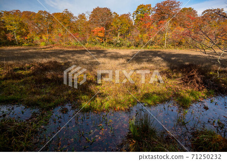 天生沼澤的秋葉 天生沼澤的秋葉 71250232