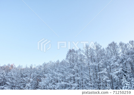 Winter forest 71250259