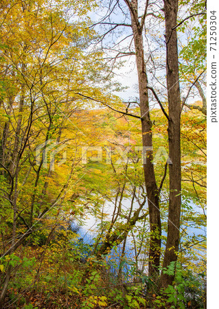 世界遺產白神山的秋天,秋葉的十二個湖,越口池 世界遺產白神山的秋天,秋葉的十二個湖,越口池 71250304
