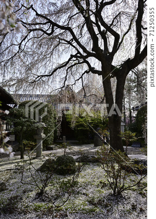 Honmaji Temple Underwood Cherry Blossoms Honmaji Temple Underwood Cherry Blossoms 71250355