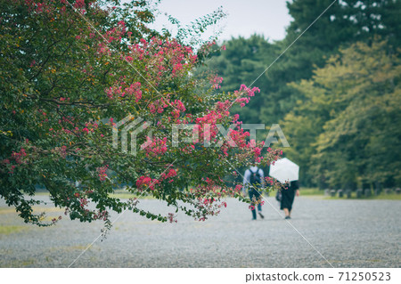 The back view of a couple walking with the crape myrtle flowers blooming in Kyoto Gyoen The back view of a couple walking with the crape myrtle flowers blooming in Kyoto Gyoen 71250523