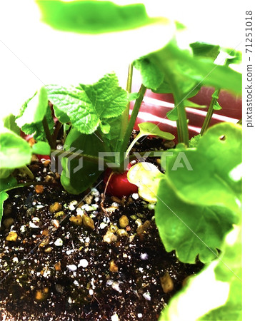 Kitchen garden radishes 71251018