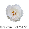 A white rose on a white background. 71251223