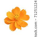 A yellow cosmos flower on a white background 71251224
