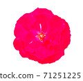 A red rose on a white background. 71251225