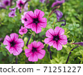 Selective focus, purple flowers among foliage and green forest. 71251227