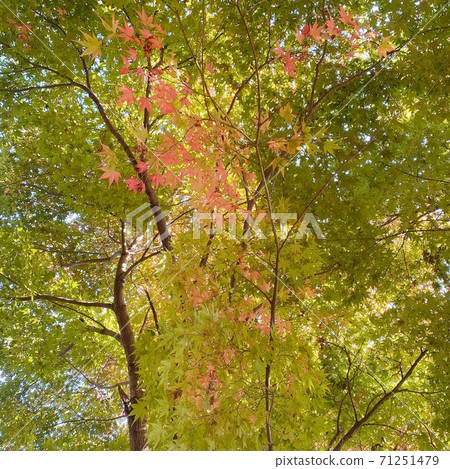 Autumn scenery maple autumn leaves Autumn scenery maple autumn leaves 71251479