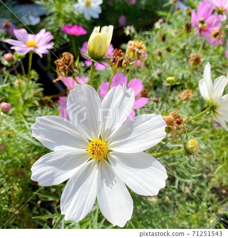Autumn scenery cosmos 71251543