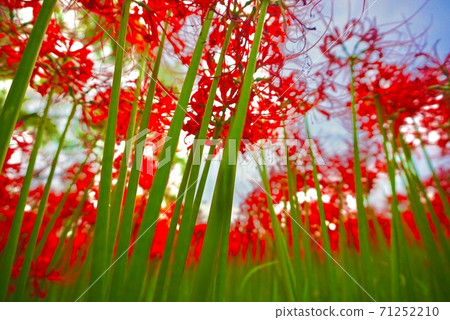 A bright red cluster amaryllis 71252210