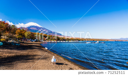 山梨縣秋天的富士山，山中湖秋葉節，朝日丘岡湖邊綠色公園，從湖邊看到的富士山 71252511