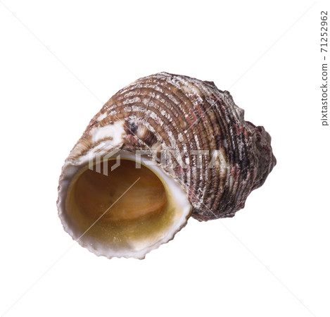 sea shell isolated on white 71252962