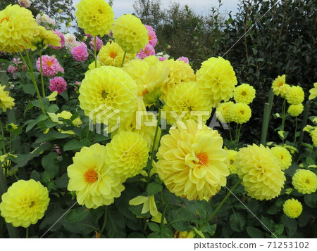 Toyama Prefecture Himi Aiyama Garden Dahlia Flowers 71253102