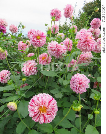 Toyama Prefecture Himi Aiyama Garden Dahlia Flowers 71253104