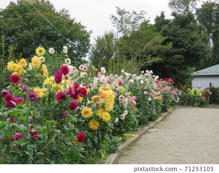 Toyama Prefecture Himi Aiyama Garden Dahlia Flowers 71253105