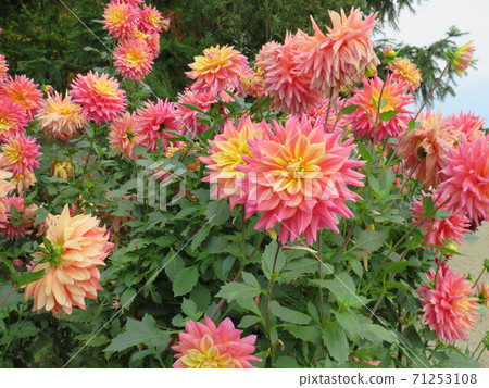 富山縣冰見愛山花園Dalia花 71253108