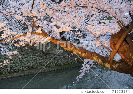Illuminated night cherry blossoms (Hirosaki Cherry Blossom Festival, Aomori Prefecture) 71253174